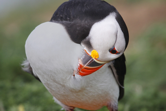 Puffin preening 